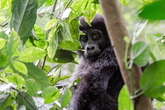 Bwindi Impenetrable Forest