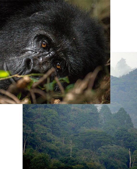 bwindi-trek-gorillas