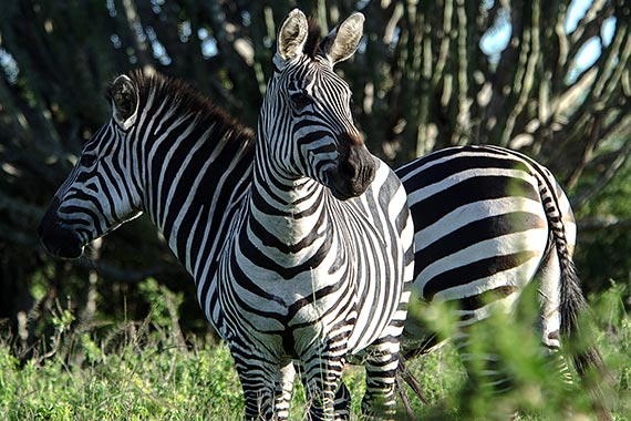 Lake Mburo National Park