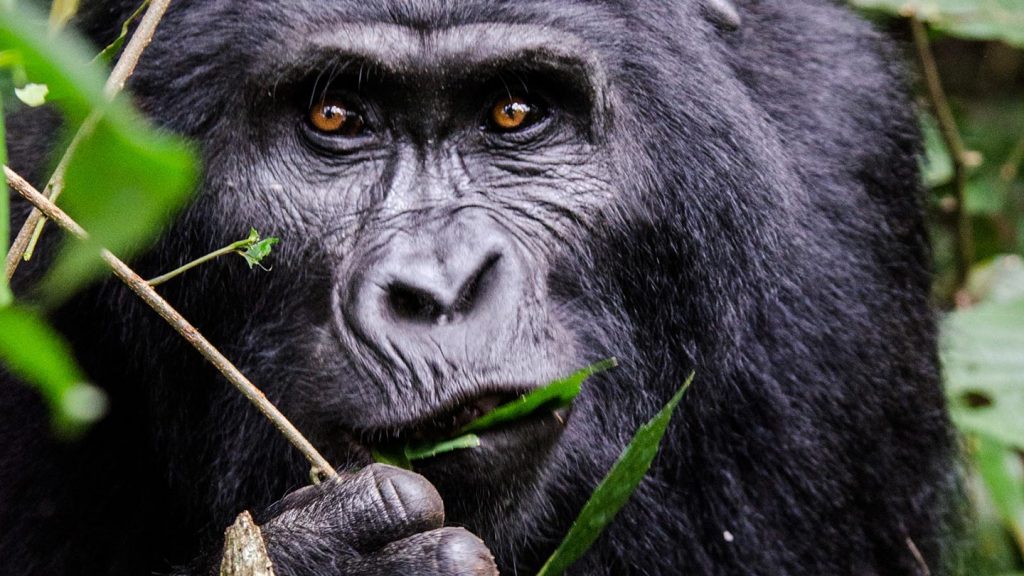 mountain gorilla tracking uganda