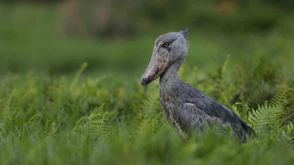 Uganda Birding Tour