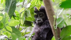 Uganda gorilla tour