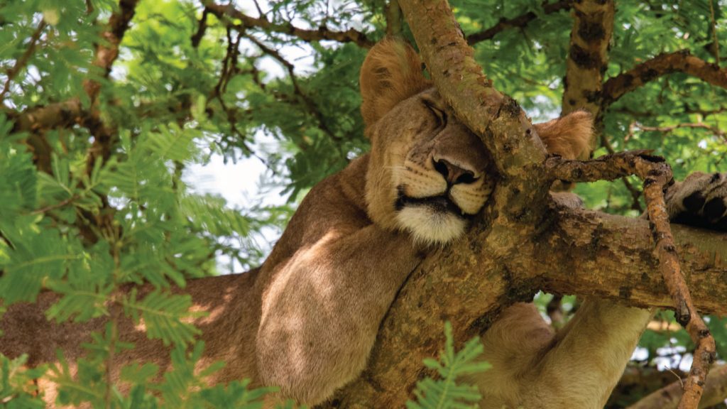 Queen Elizabeth N.Park Safari