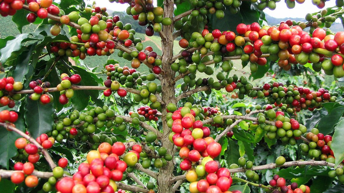 coffee-uganda