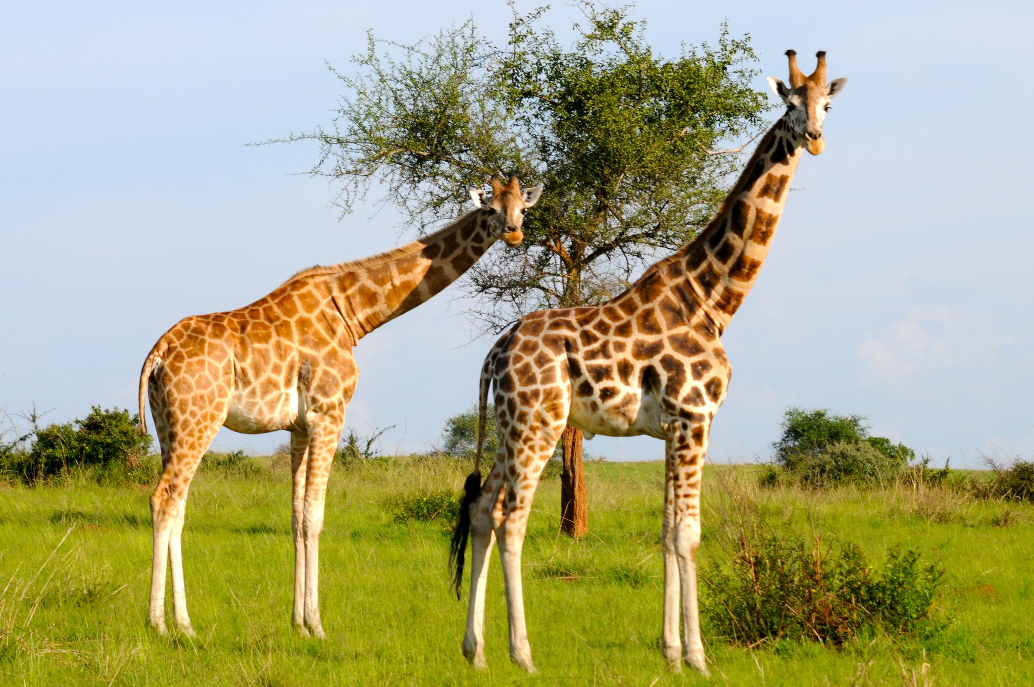 giraffe safari uganda