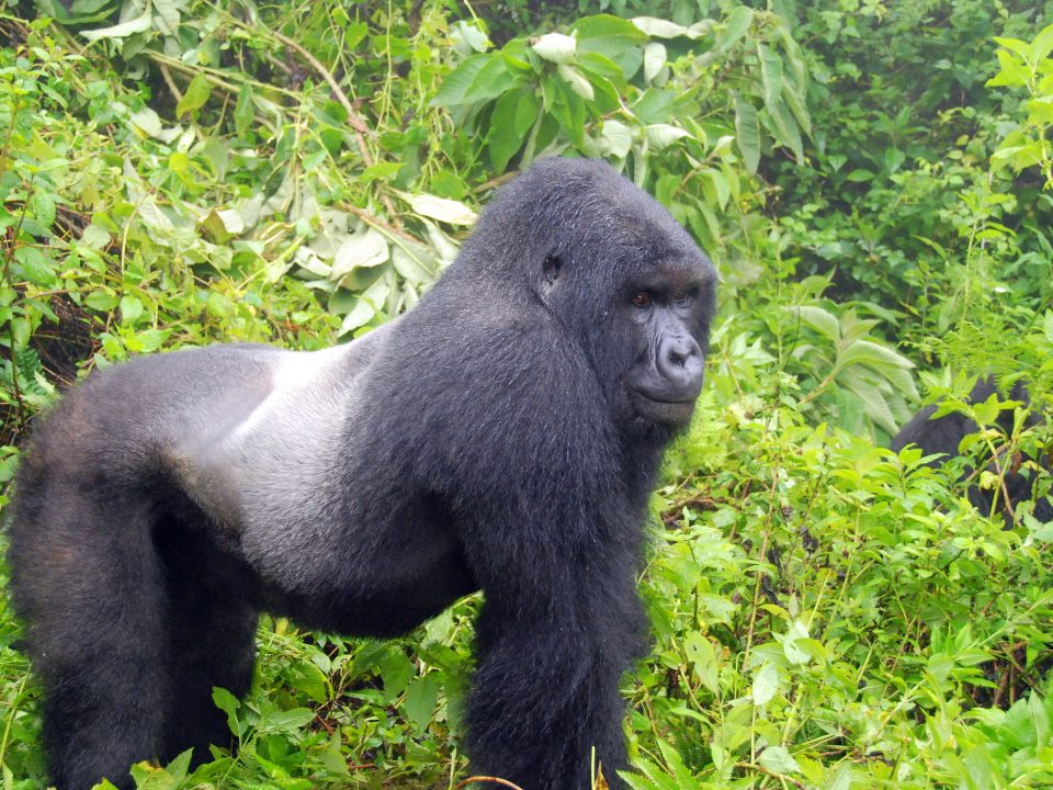 gorilla-habituation-uganda - Uganda Gorilla Habituation