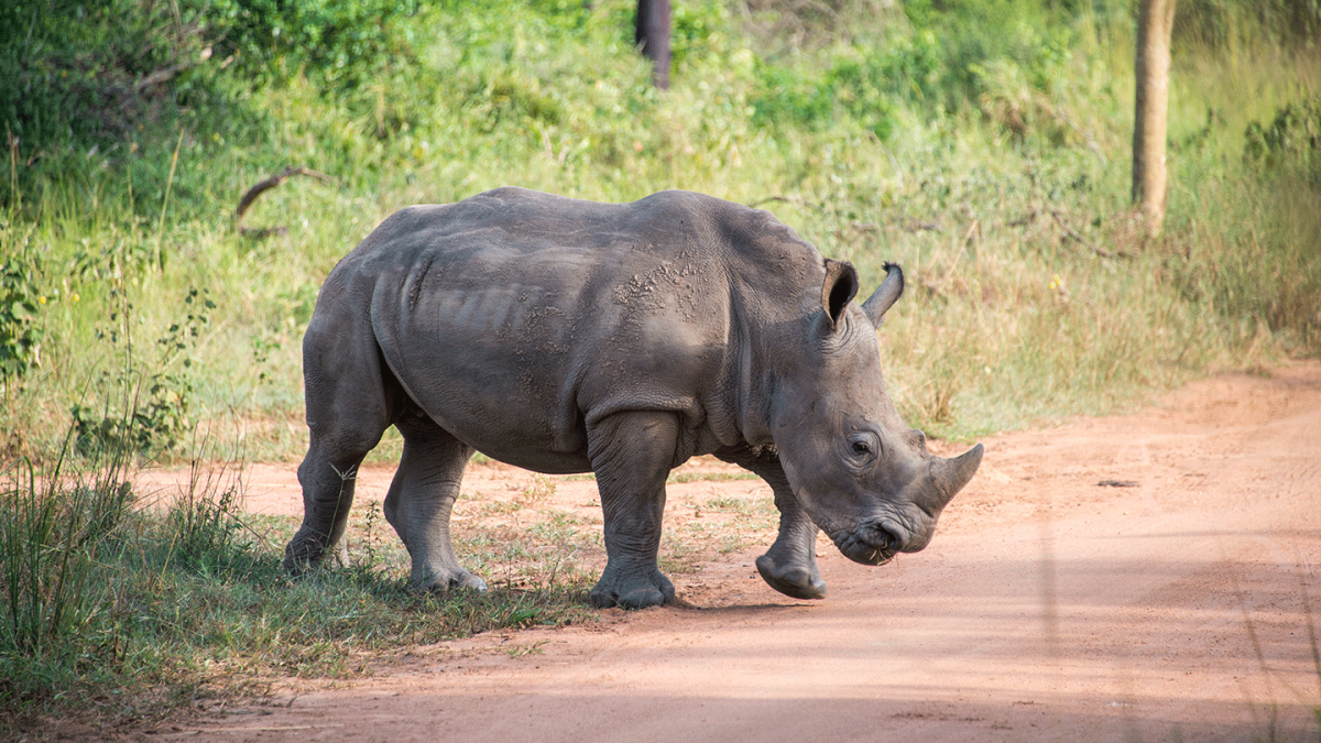 Ziwa Rhino Trekking